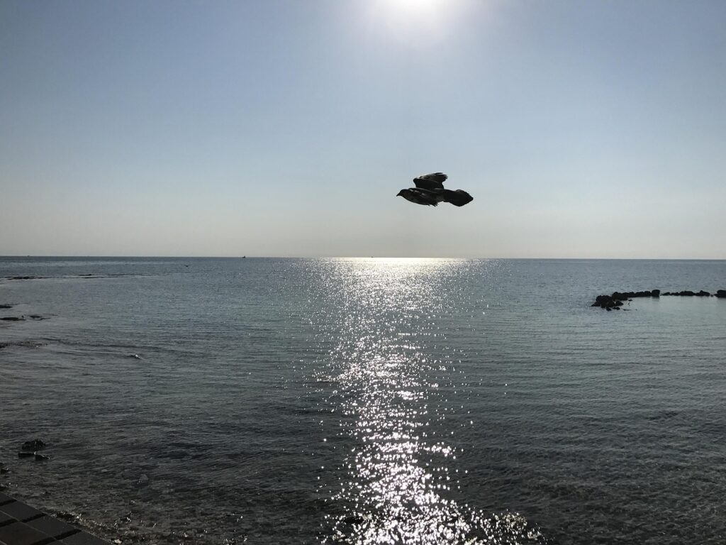 beach, nature, nassau, bahamas